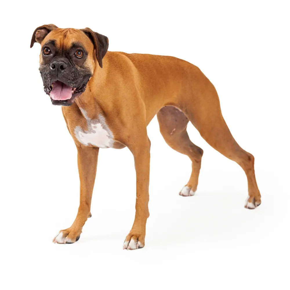 Imagem do filhote de Boxer